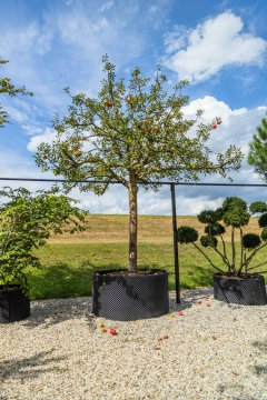 Apfelbaum Malus d. 'Cox Orange Pippin' #29