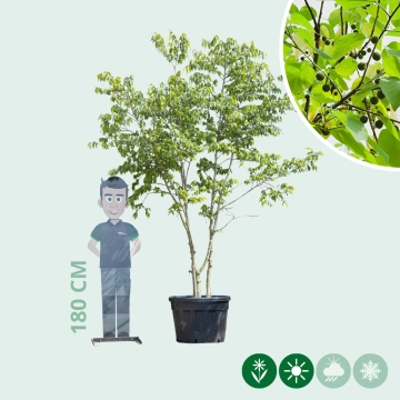 Europäischer Zürgelbaum mehrstämmig