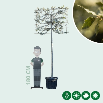 Steineiche als Spalier 200 cm