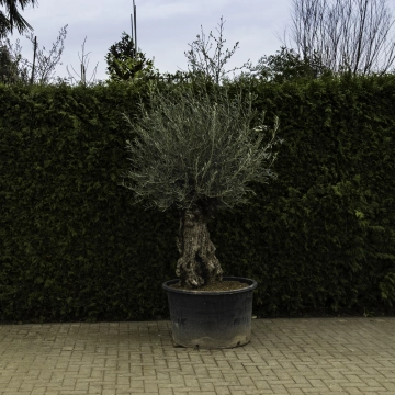 Olivenbaum 'Bonsai' #97