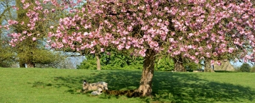 Gartenkalender März: Das müssen Sie diesen Monat tun