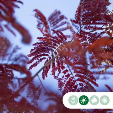 Welche Bäume blühen im Juli?