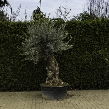 Olivenbaum 'Bonsai' #84