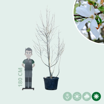 Magnolie Kobus mehrstämmig