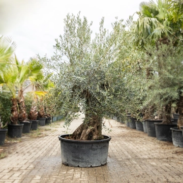 Olivenbaum 'Bonsai' #189