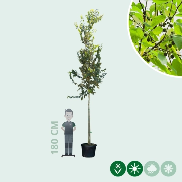 Europäischer Zürgelbaum