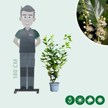 Kirschlorbeerhecke 'Novita'