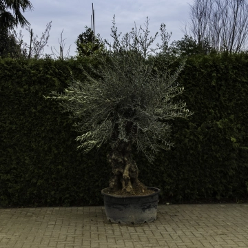Olivenbaum 'Bonsai' #91