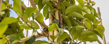 Die besten Spalierbäume für Ihren Vorgarten