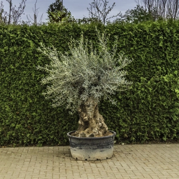 Olivenbaum 'Bonsai' #88