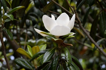 Magnolia grandiflora