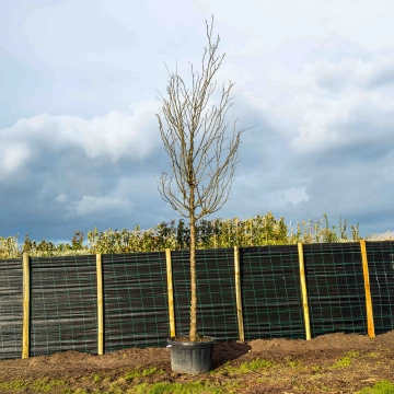 Dornenloser Lederhülsenbaum ‘Skyline’ #8