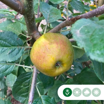 Malus d. 'Schone van Boskoop'/'Goudreinette' als Spalier