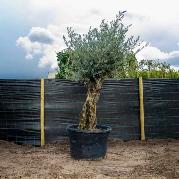 Olivenbaum 'Bonsai' #64