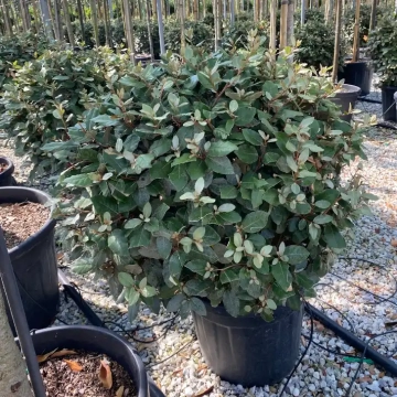 Niedriger Ölweide kugelförmig