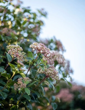Geeignete Bäume für einen kleinen Garten