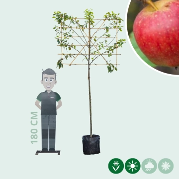 Malus d. 'Notarisappel' als Spalier