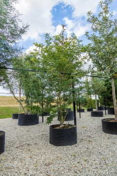 Gelber Dornenloser Lederhülsenbaum mehrstämmig #26