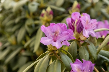 Einen Rhododendron pflanzen: Darauf sollten Sie achten