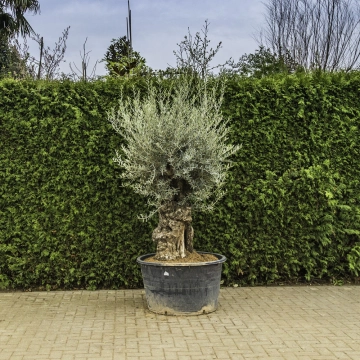 Olivenbaum 'Bonsai' #94