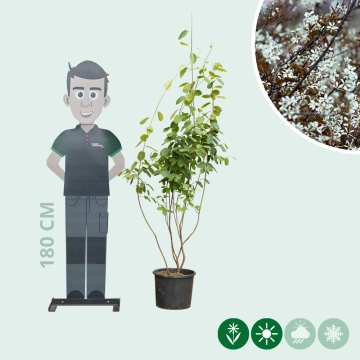 Mehrstämmige Felsenbirne