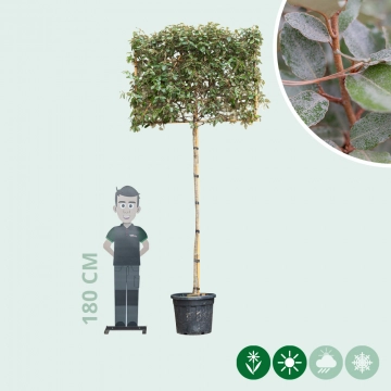 Ölweide Spalierbaum ausgewaschen