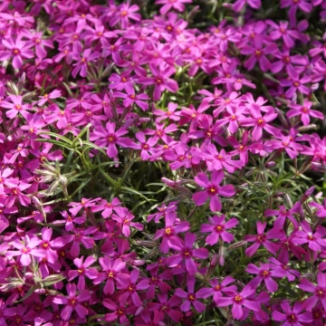 Rosa Phlox