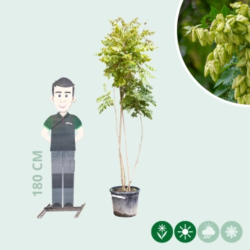 Blasenbaum mehrstämmig