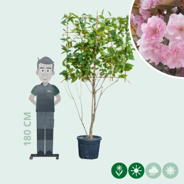 Japanische Blütenkirsche mehrstämmig als Spalier