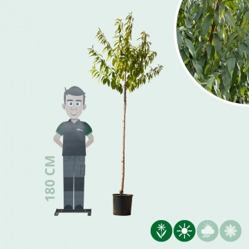 Mandelbaum halbstamm