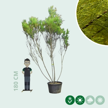 Tamariske mehrstämmig