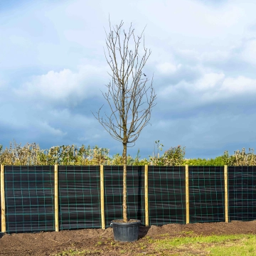 Dornenloser Lederhülsenbaum ‘Skyline’ #65