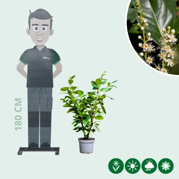 Kirschlorbeerhecke 'Novita'