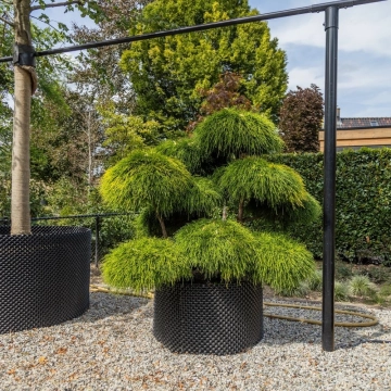 Sawara-Scheinzypresse 'Bonsai' #114