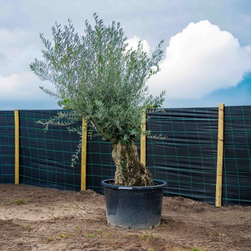 Olivenbaum 'Bonsai' #2
