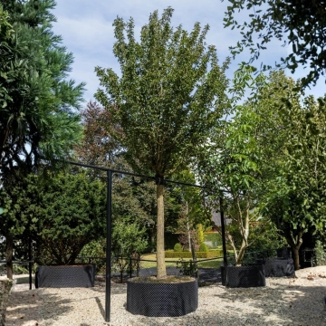 Japanische Zierkirsche ‘Umeniko’ #113