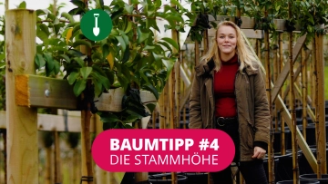 Baumtipp #4 Stammhöhe