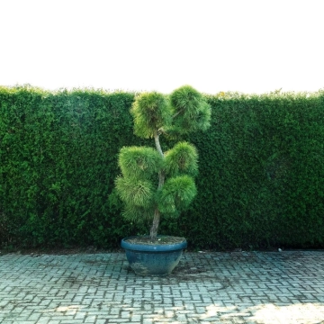Waldkiefer Bonsai Pompon #79