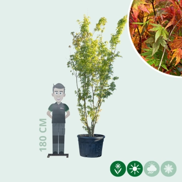 Gewöhnlicher Japanischer Fächerahorn