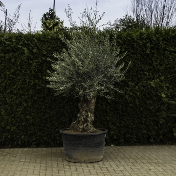 Olivenbaum 'Bonsai' #96