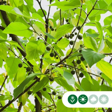 Europäischer Zürgelbaum mehrstämmig