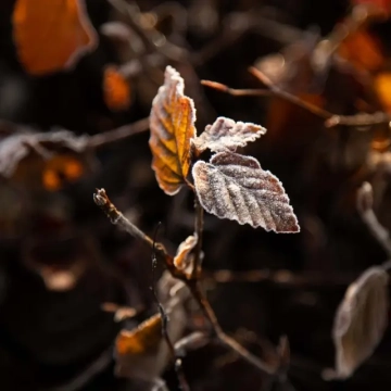 Der Winter steht vor der Tür: Was bedeutet das für die Bäume in Ihrem Garten?