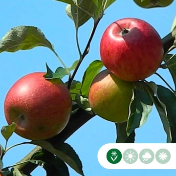 Malus d. 'Benoni' als Spalier