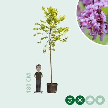 Gewöhnlicher Judasbaum ausgewachsen