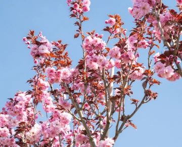 Welche Bäume blühen im April