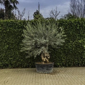 Olivenbaum 'Bonsai' #90