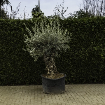 Olivenbaum 'Bonsai' #95