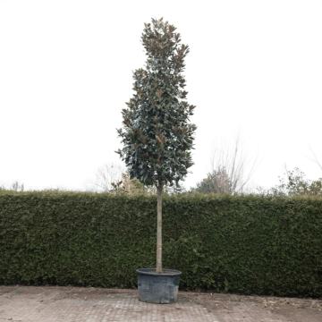 Magnolie grandiflora #68