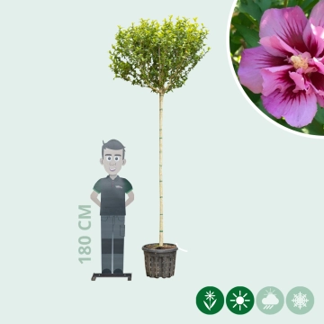 Säulen-Hibiskus ‘Purple Pillar’ hochstamm