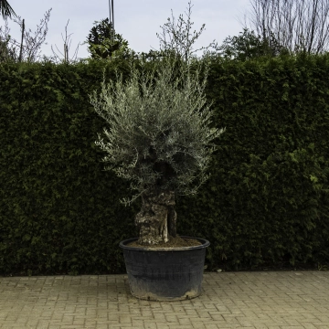 Olivenbaum 'Bonsai' #94